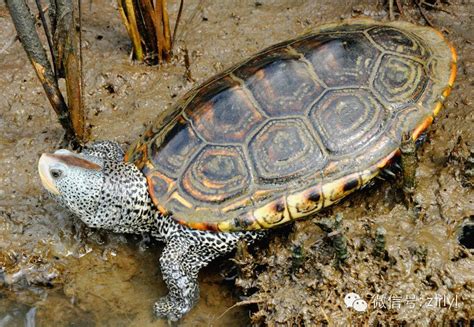 鑽紋龜壽命|鑽紋龜（Malaclemys terrapin）全面介紹&七個亞種分。